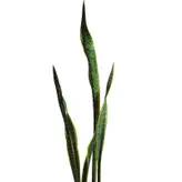 گیاه طبیعی سانسوریا شمشیری کد AS-09