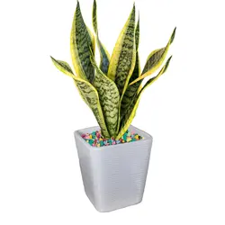 گیاه طبیعی سانسوریاکرواتی کد AS-83