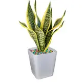 گیاه طبیعی سانسوریاکرواتی کد AS-83