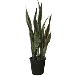 گیاه طبیعی سانسوریا مدل ابلق کد F-03