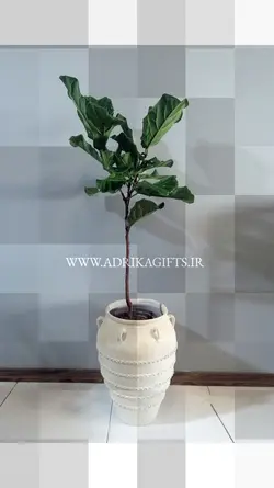 گیاه طبیعی فیکوس لیراتا یا فیکوس آفریقایی