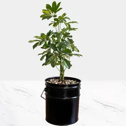 گیاه طبیعی شفلرا ابلق
