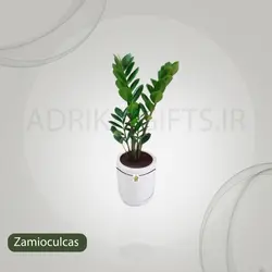 گیاه طبیعی زاموفیلیا مدل 12