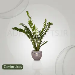 گیاه طبیعی زامیفولیا مدل zami235