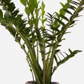 گیاه طبیعی زامیفولیا مدل zami235