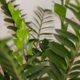 گیاه طبیعی زامیفولیا مدل zami235