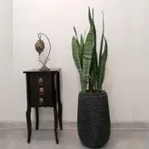 گیاه طبیعی سانسوریا شمشیری سبز مدل sab12