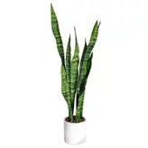 گیاه طبیعی سانسوریا سبز شمشیری کد 16