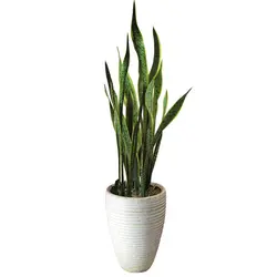 گیاه طبیعی سانسوریا شمشیری ابلغ کد AS-101