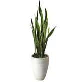 گیاه طبیعی سانسوریا شمشیری ابلغ کد AS-101