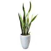 گیاه طبیعی سانسوریا شمشیری ابلغ کد AS-101