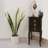 گیاه طبیعی سانسوریا شمشیری ابلق کد 10