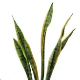 گیاه طبیعی سانسوریا شمشیری ابلق کد 10