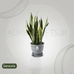 گیاه طبیعی سانسوریا شمشیری مدل B-07