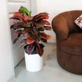 گیاه طبیعی کروتن رسمی