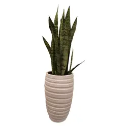 گیاه طبیعی سانسوریا کد pg_03