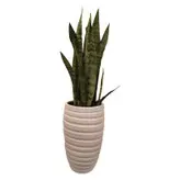 گیاه طبیعی سانسوریا کد pg_03