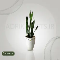 گیاه طبیعی سانسوریا کد AS-27