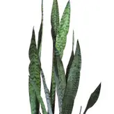 گیاه طبیعی سانسوریا کد AS-27