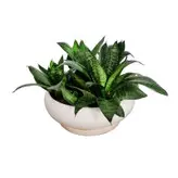 گیاه طبیعی سانسوریا پاکوتاه