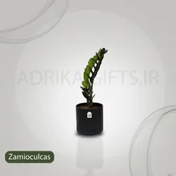 گیاه طبیعی زاموفیلیا سوپر بلک کد LS-05G