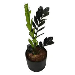 گیاه طبیعی زاموفیلیا سوپر بلک کد LS-05G