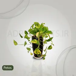 گیاه طبیعی پتوس کد 0210