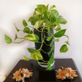 گیاه طبیعی پتوس کد 0210