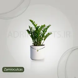 گیاه طبیعی زاموفیلیا کد S12