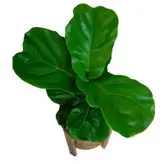 گیاه طبیعی فیکوس آفریقایی مدل P1001