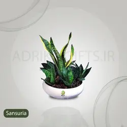گیاه طبیعی سانسوریا کرواتی مدل بنسای
