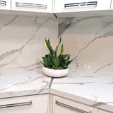 گیاه طبیعی سانسوریا کرواتی مدل بنسای