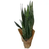 گیاه طبیعی سانسوریا کد ss01