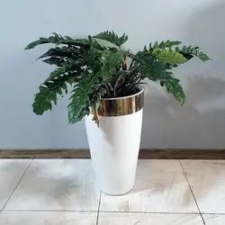 گیاه طبیعی فیلو دندرون کنگره ای بزرگ