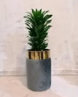گیاه طبیعی دراسینا کامپکت به همراه گلدان مخمل لبه استیل