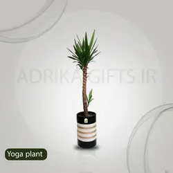گیاه یوکا درجه یک به همراه گلدان لوکس ضد آب