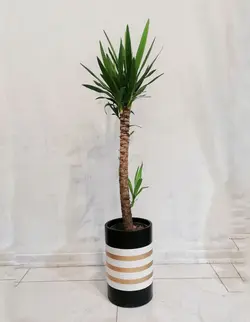 گیاه یوکا درجه یک به همراه گلدان لوکس ضد آب