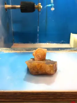 انگشتر سنگ عقیق نارنجی رتایل با رکاب برنج و فری سایز نمونه اصل R5