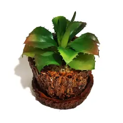 مشخصات، قیمت و خرید گلدان به همراه کاکتوس مصنوعی مدل تنه درختی کد 21742 | دارلین