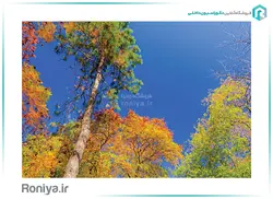 آسمان مجازی رنگ های پاییزی کد 129 - رونیا
