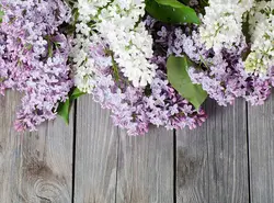 پوستر دیواری ارغوان کد NT-146 - رونیا