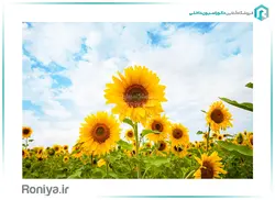 پوستر دیواری سه بعدی آفتابگردان کد NT-029 - رونیا