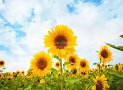 پوستر دیواری سه بعدی آفتابگردان کد NT-029 - رونیا