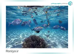 پوستر دیواری سه بعدی آکواریوم کد NT.183 - رونیا