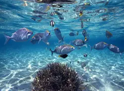 پوستر دیواری سه بعدی آکواریوم کد NT.183 - رونیا