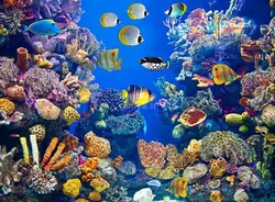 پوستر دیواری سه بعدی آکواریوم آنجل فیش کد AN-047 - رونیا