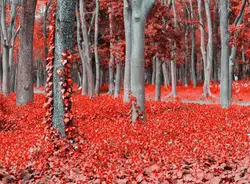 پوستر دیواری سه بعدی جنگل پاییزی کد NT-026 - رونیا