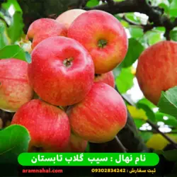 خرید نهال سیب گلاب تابستان + قیمت نهال سیب گلاب تابستان
