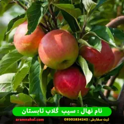 خرید نهال سیب گلاب تابستان + قیمت نهال سیب گلاب تابستان