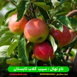 خرید نهال سیب گلاب تابستان + قیمت نهال سیب گلاب تابستان